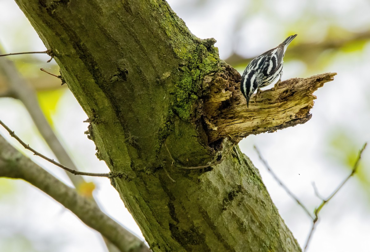 Black-and-white Warbler - ML618535074