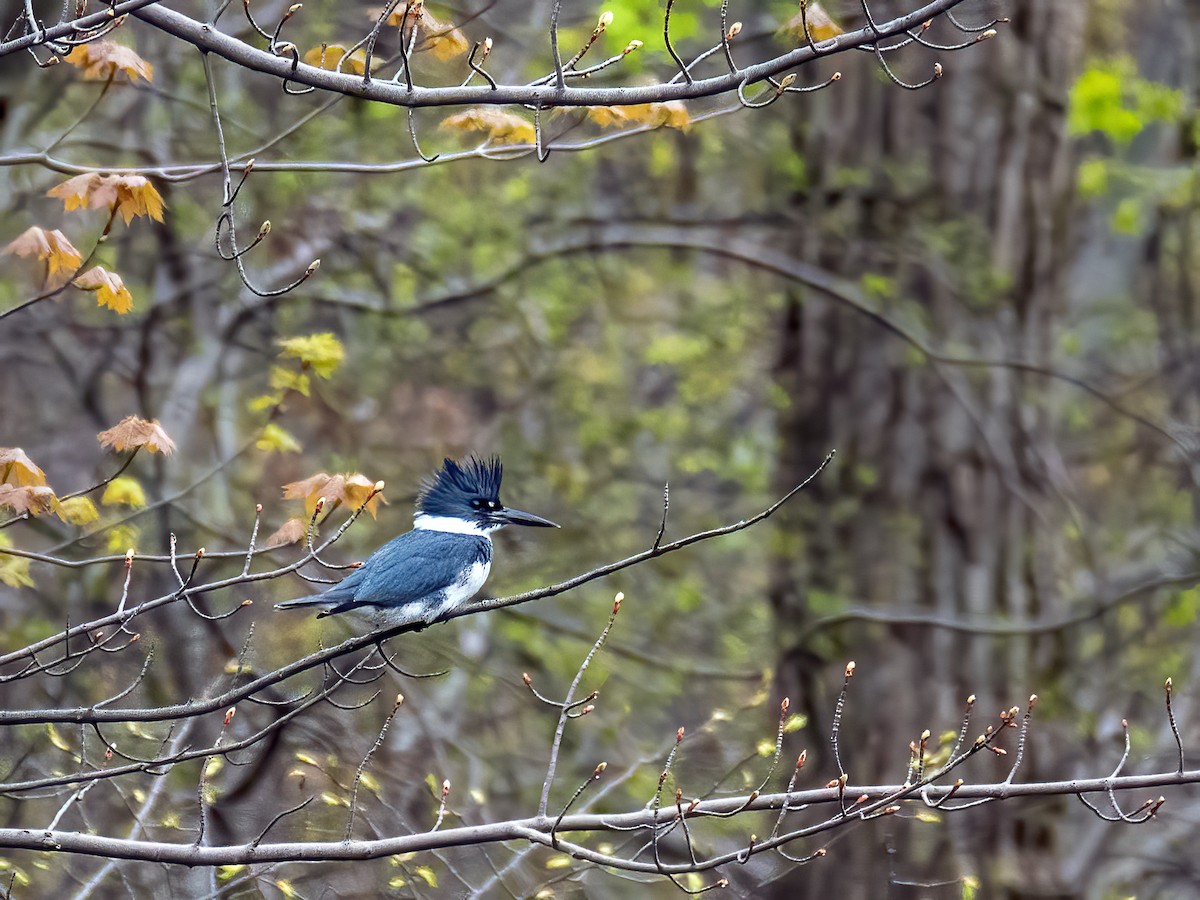 Belted Kingfisher - Danielle  A