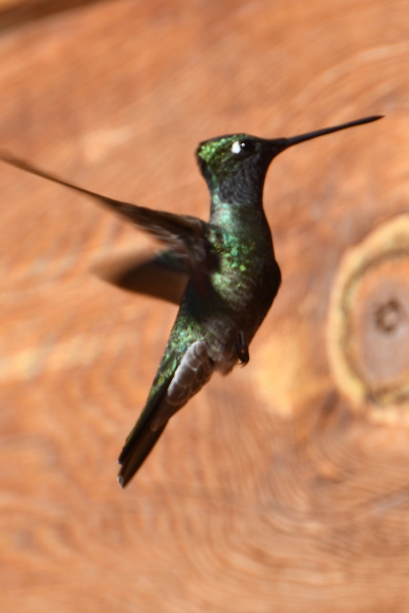 Rivoli's Hummingbird - ML618535084
