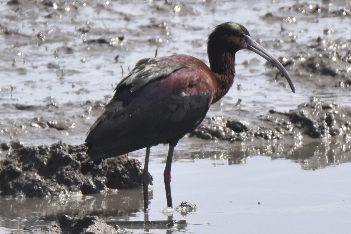 Glossy/White-faced Ibis - Pete Monacell