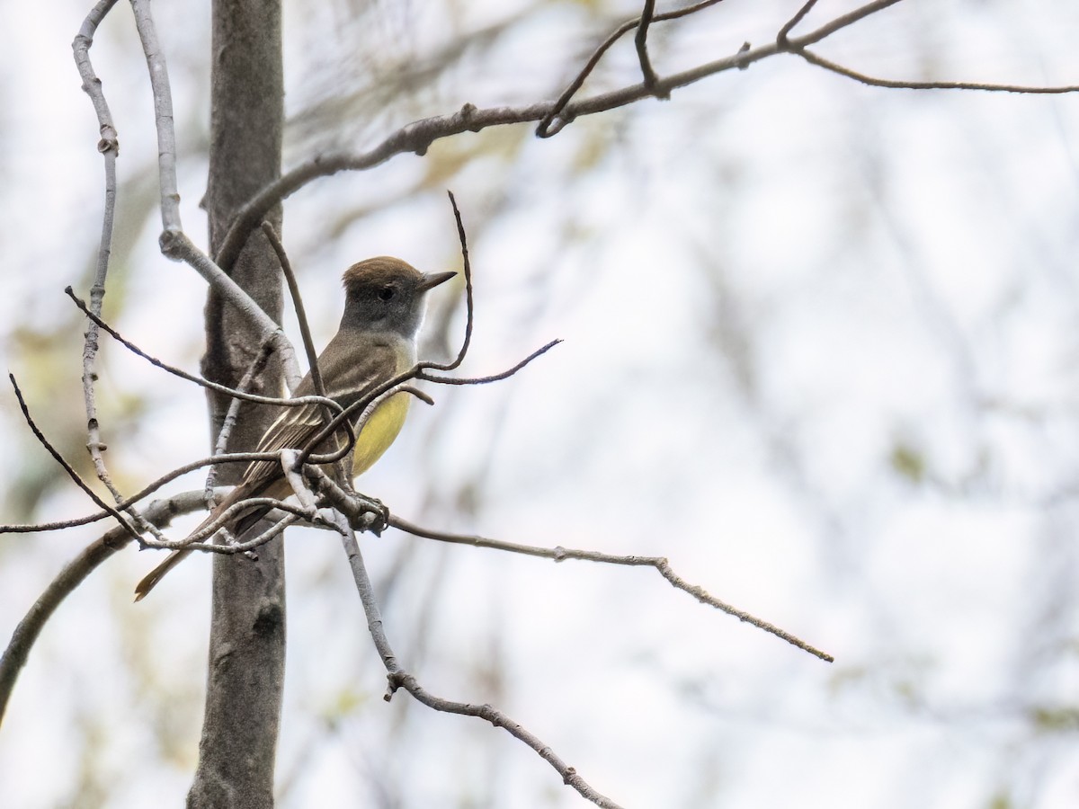 Great Crested Flycatcher - ML618535096