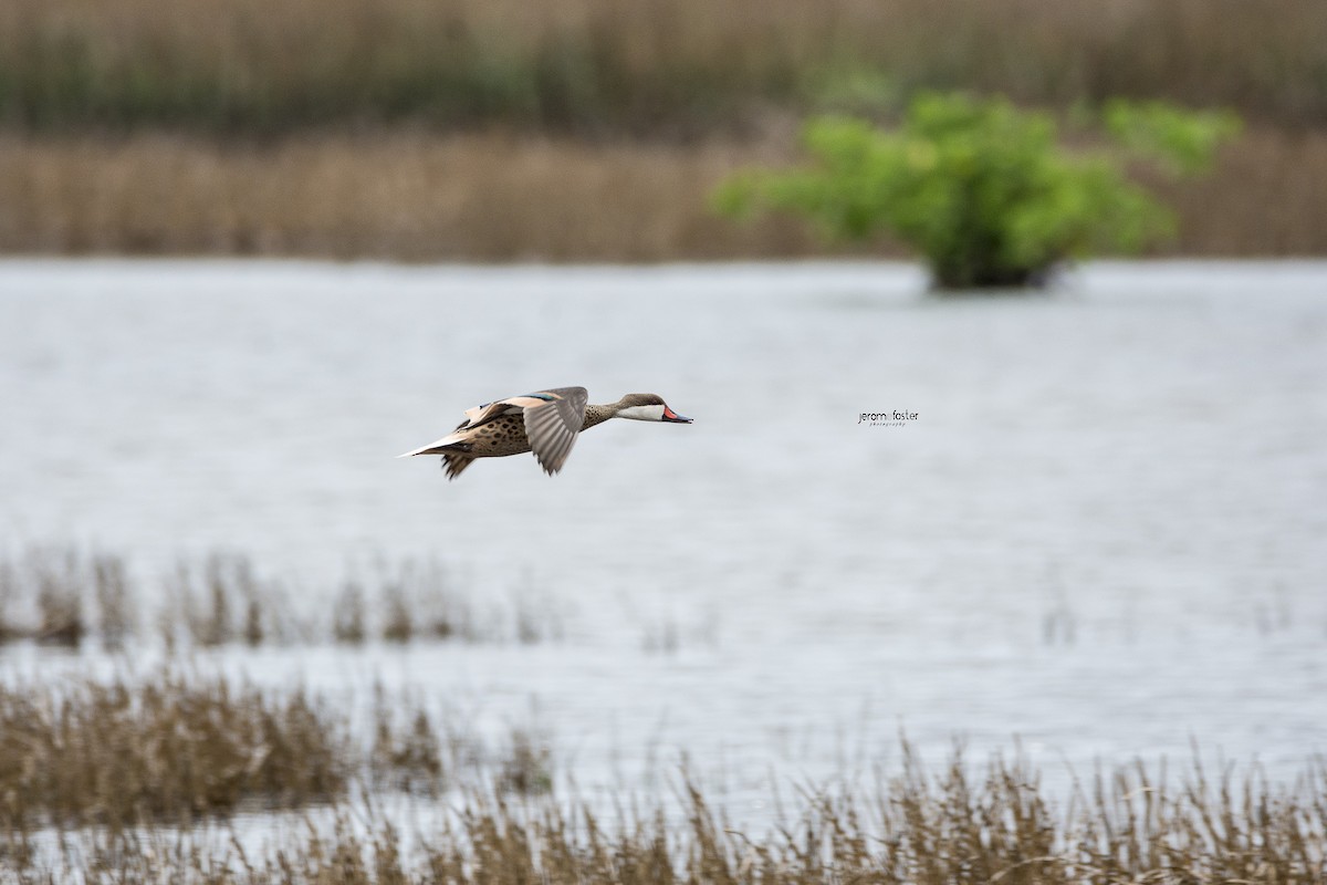 White-cheeked Pintail - Jerome Foster