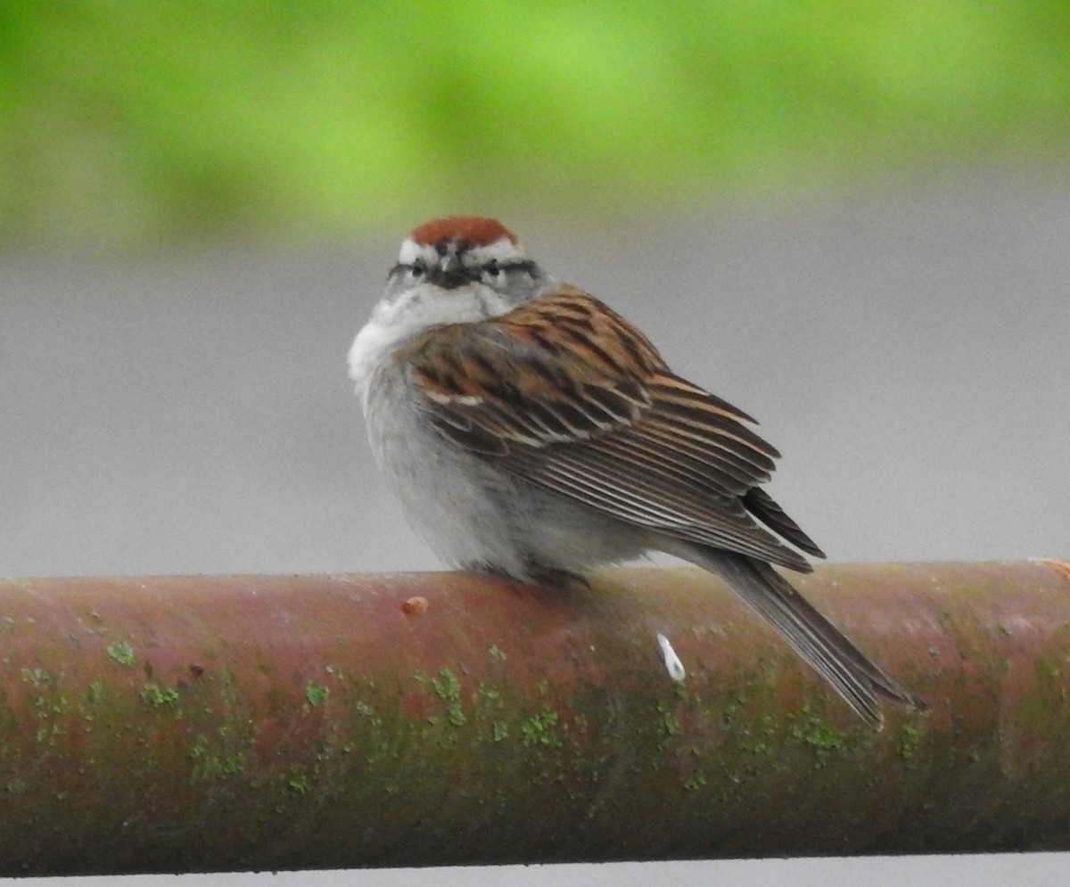 Chipping Sparrow - ML618535154