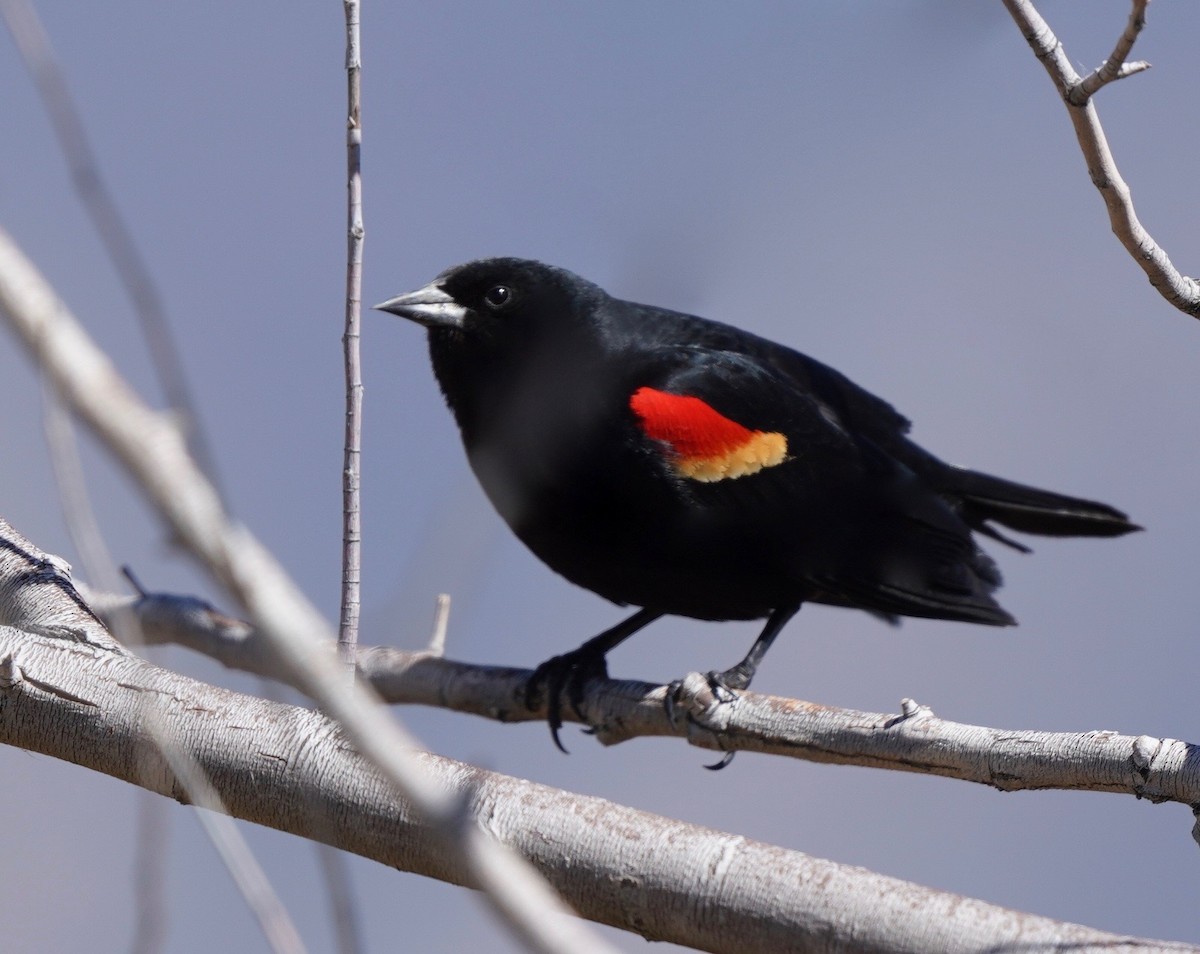 Red-winged Blackbird - ML618535191