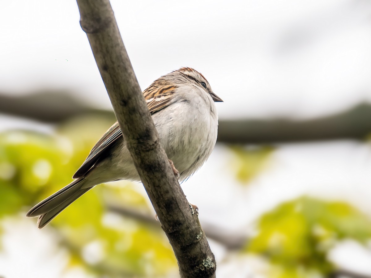 Chipping Sparrow - ML618535208