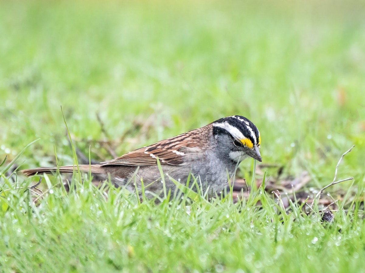 White-throated Sparrow - ML618535215