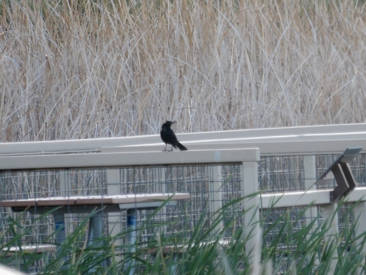 Great-tailed Grackle - ML618535234