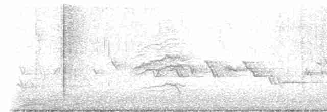 Münzevi Bülbül Ardıcı [auduboni grubu] - ML618535240