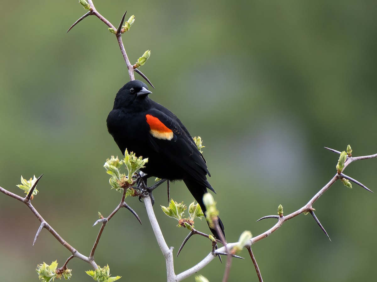 Red-winged Blackbird - ML618535246