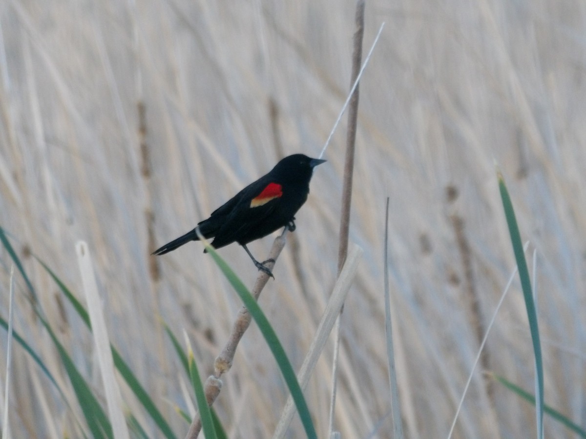Red-winged Blackbird - ML618535258