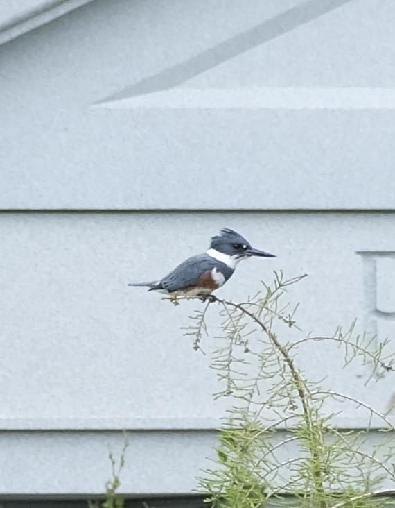 Belted Kingfisher - ML618535295