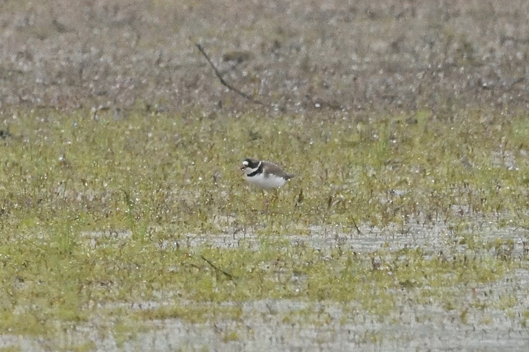 Semipalmated Plover - ML618535313