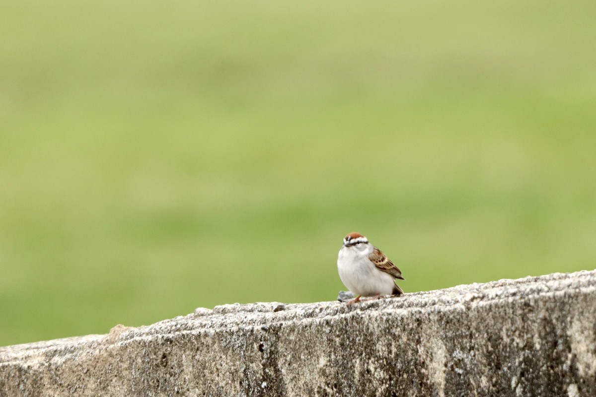 Chipping Sparrow - ML618535317