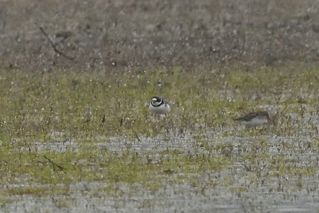 Semipalmated Plover - ML618535322