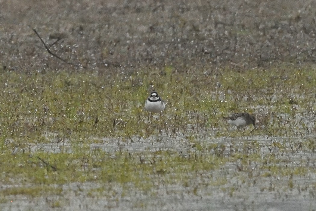 Semipalmated Plover - ML618535325