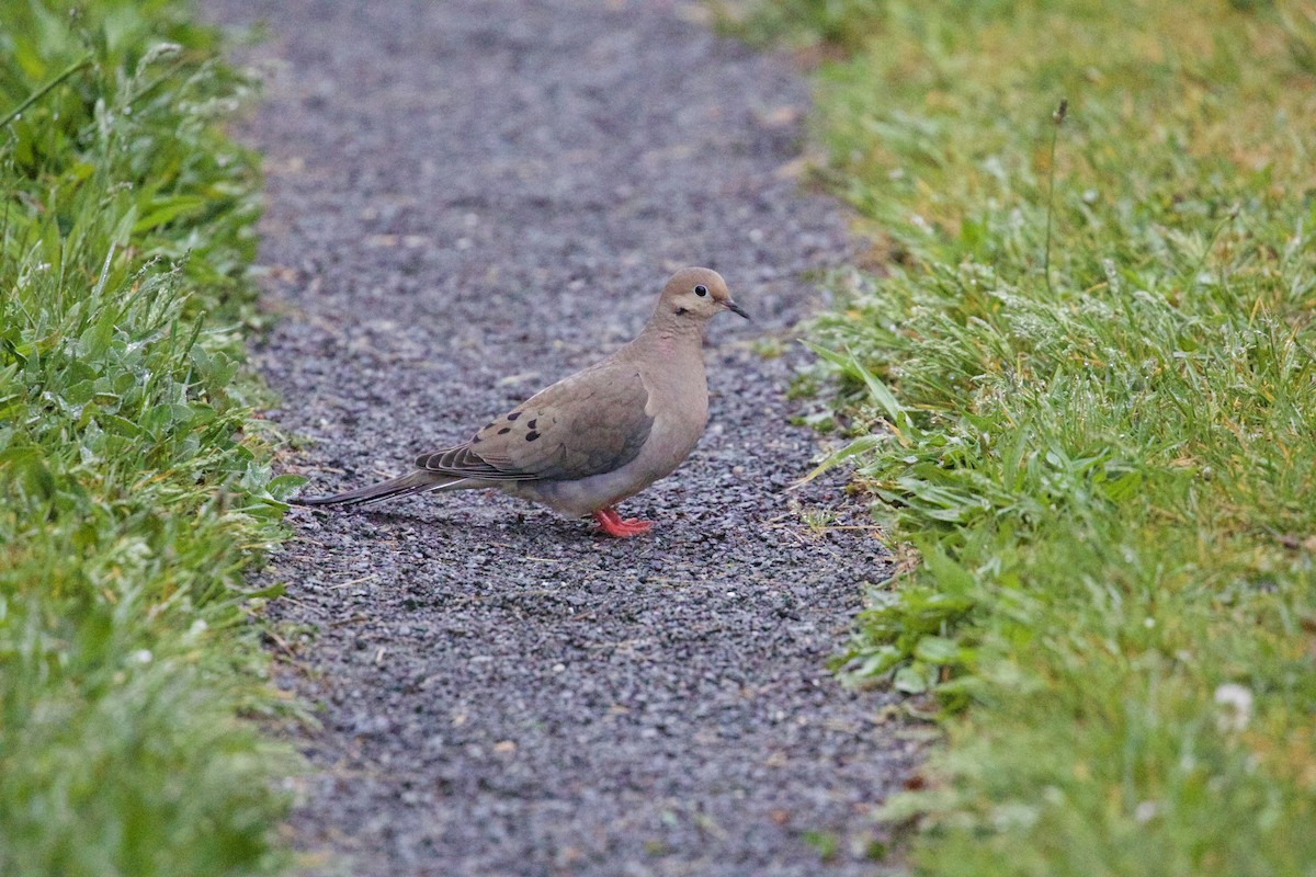 Mourning Dove - Ron Grimes