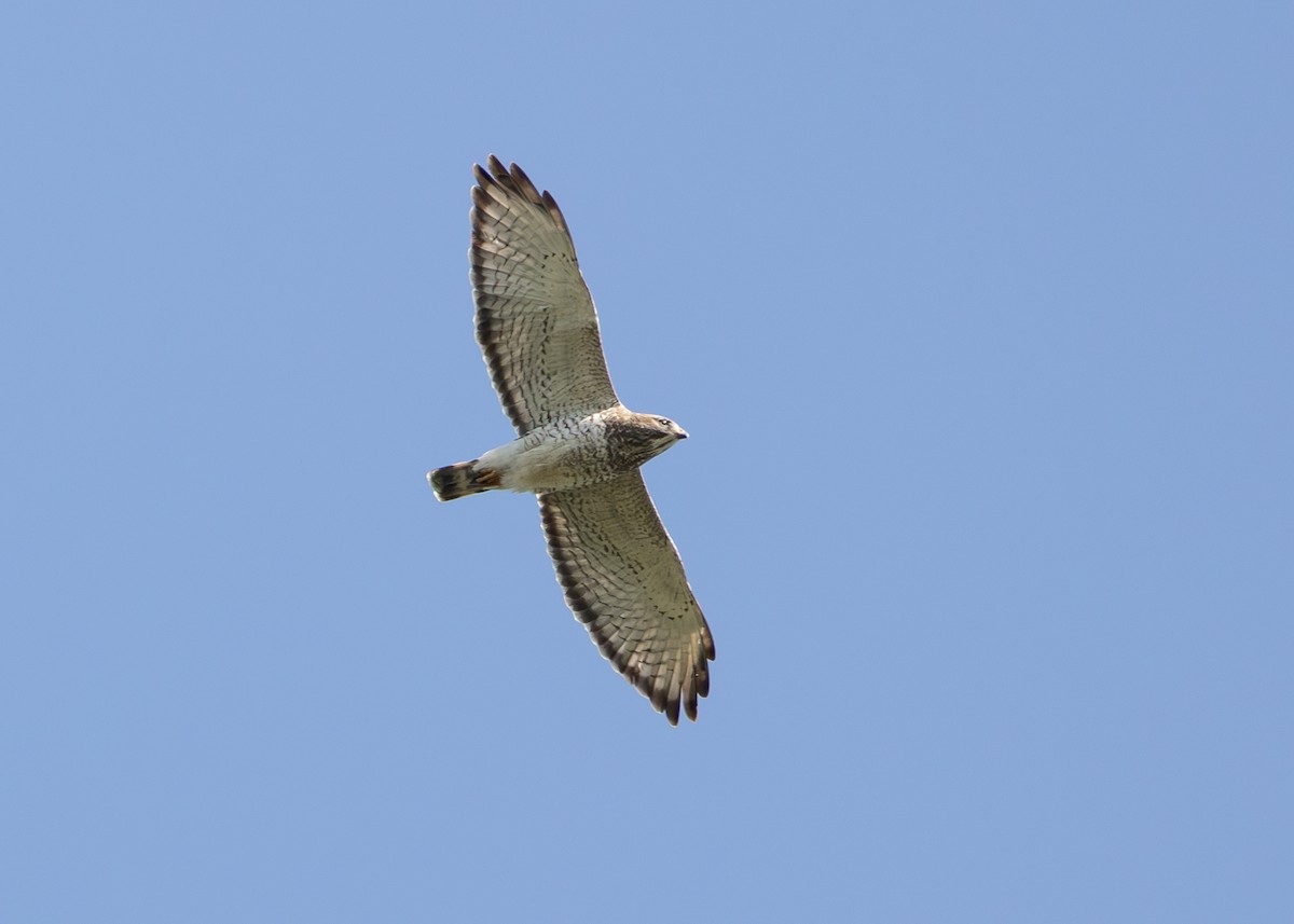 eBird Checklist - 4 May 2024 - Amigo Centre - 60 species