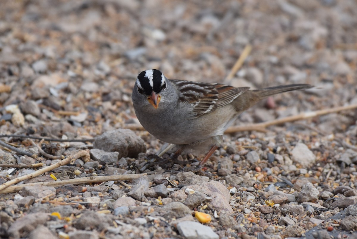 White-crowned Sparrow - ML618535367
