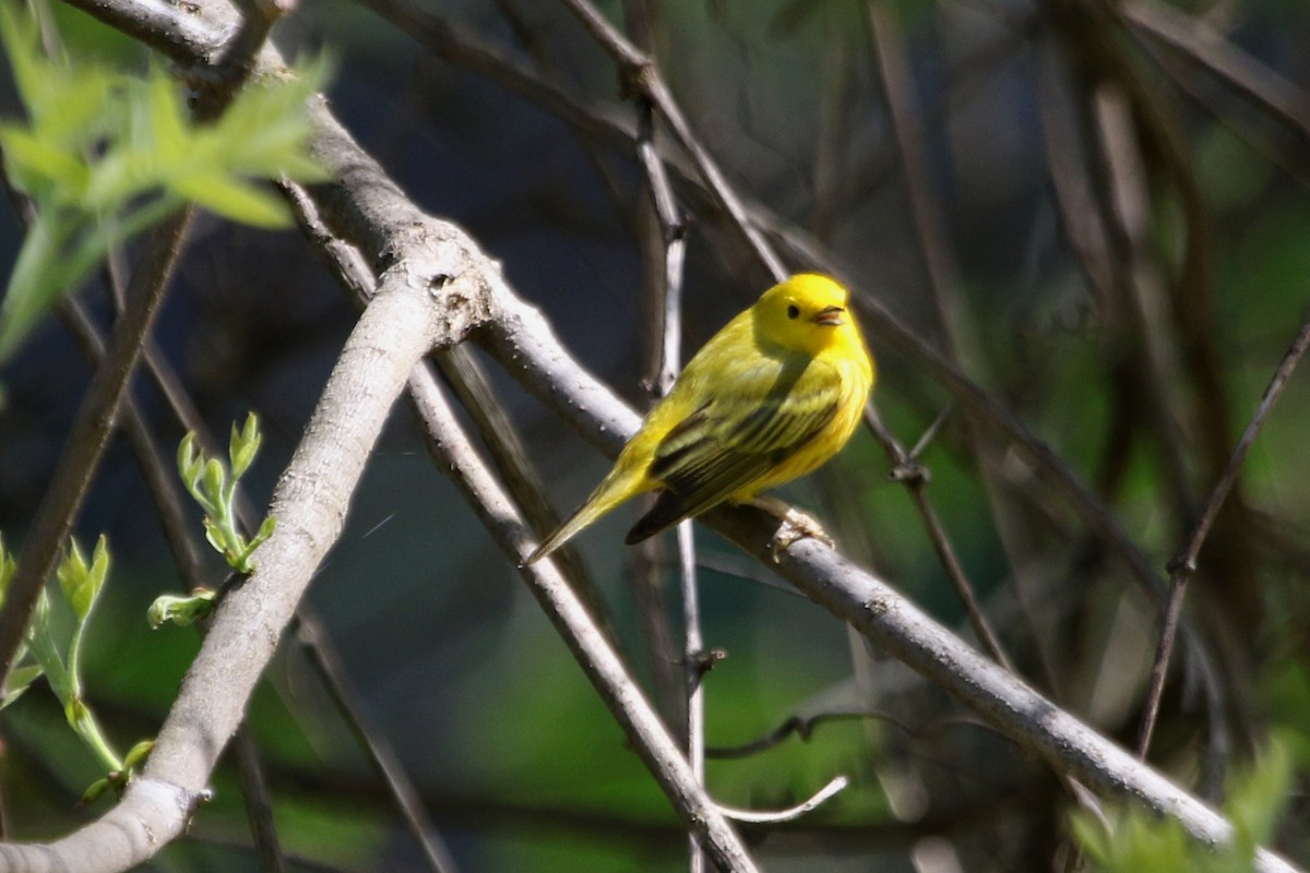 Yellow Warbler - River Ahlquist