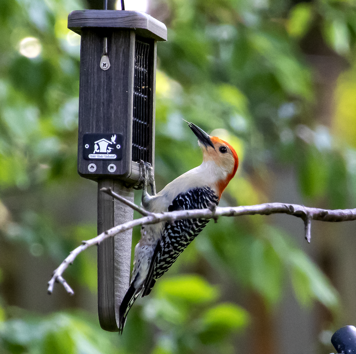 Red-bellied Woodpecker - ML618535394