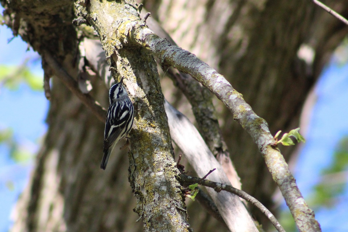 Black-and-white Warbler - ML618535397
