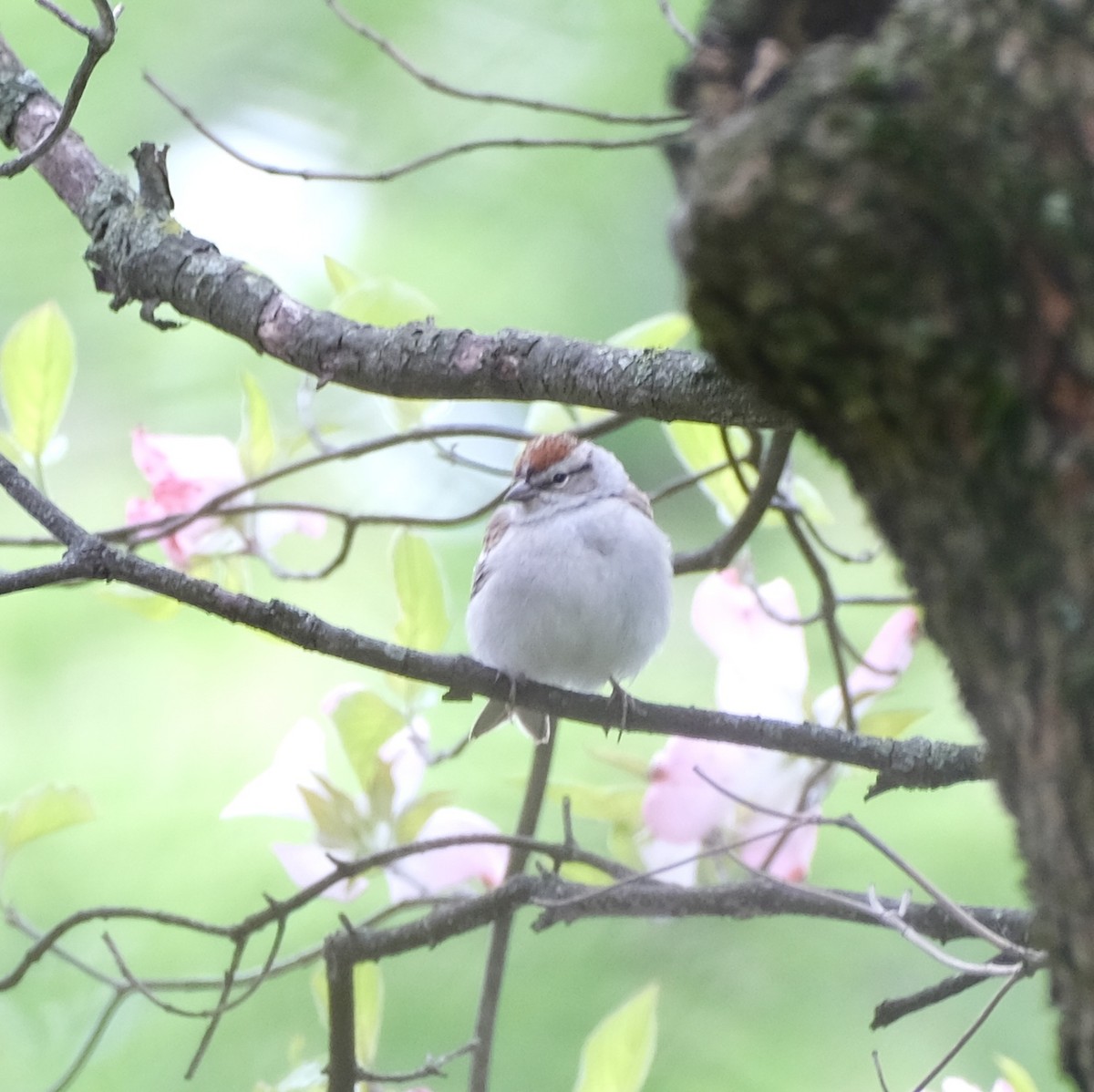 Chipping Sparrow - ML618535415