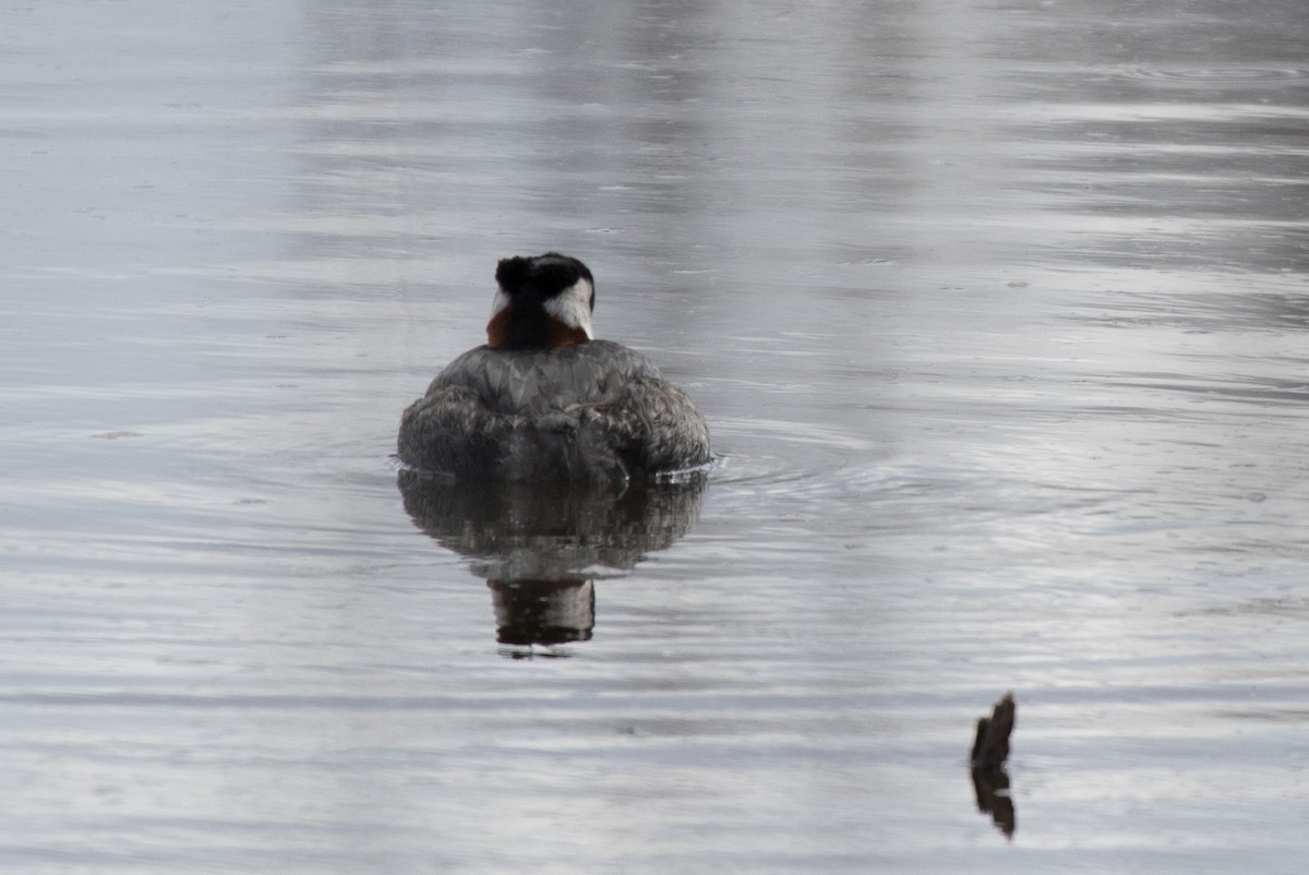 Red-necked Grebe - ML618535430