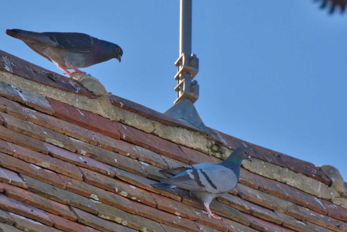 Rock Pigeon (Feral Pigeon) - ML618535453