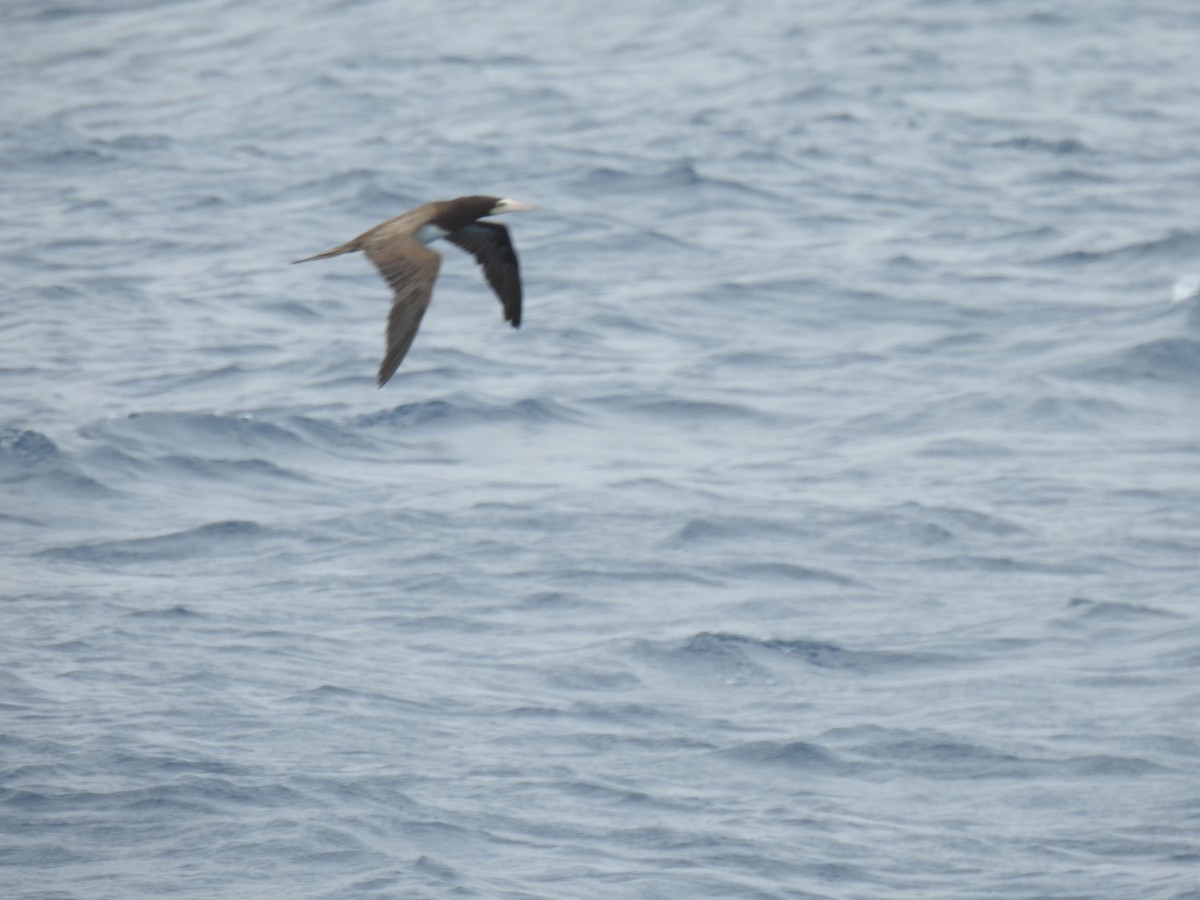 Brown Booby - ML618535497