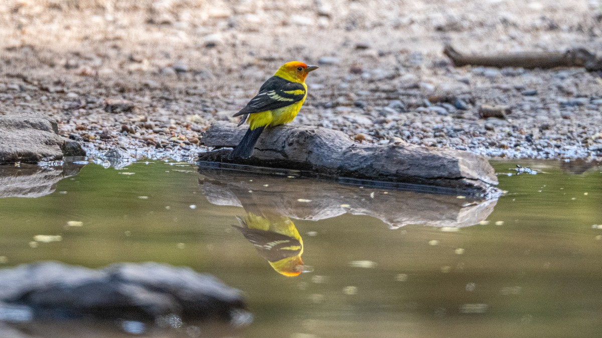 Western Tanager - ML618535506