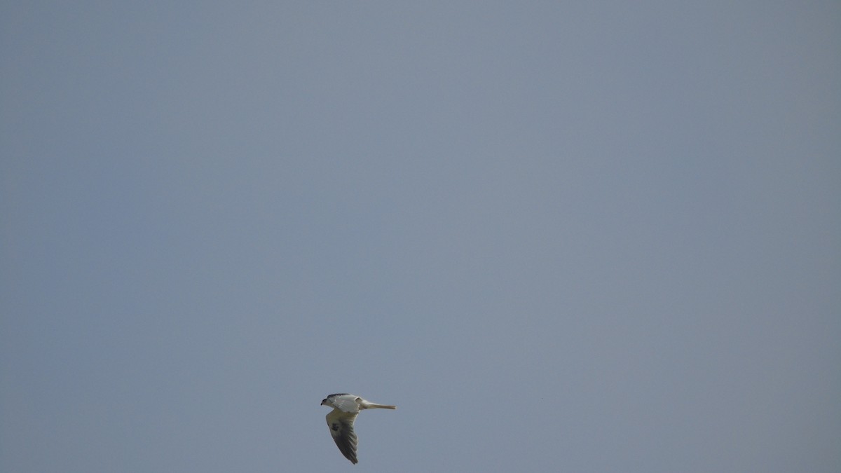 White-tailed Kite - ML618535528