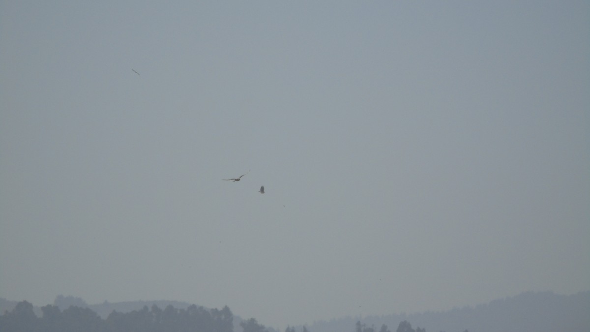 White-tailed Kite - ML618535529