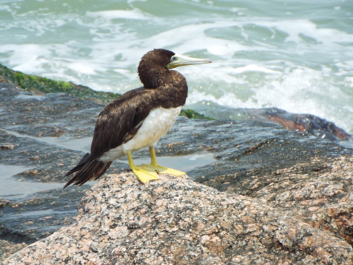 Brown Booby - ML618535536