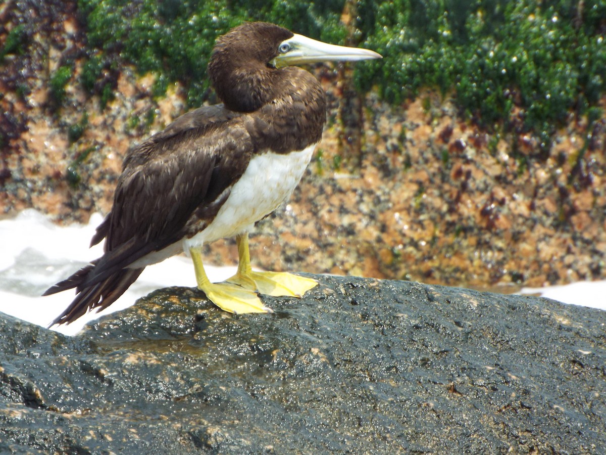 Brown Booby - ML618535537