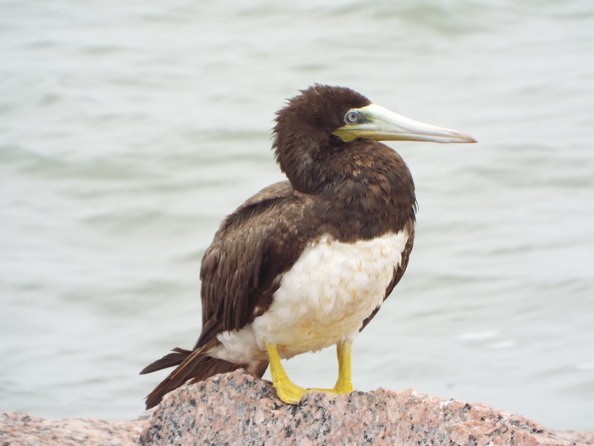 Brown Booby - ML618535538