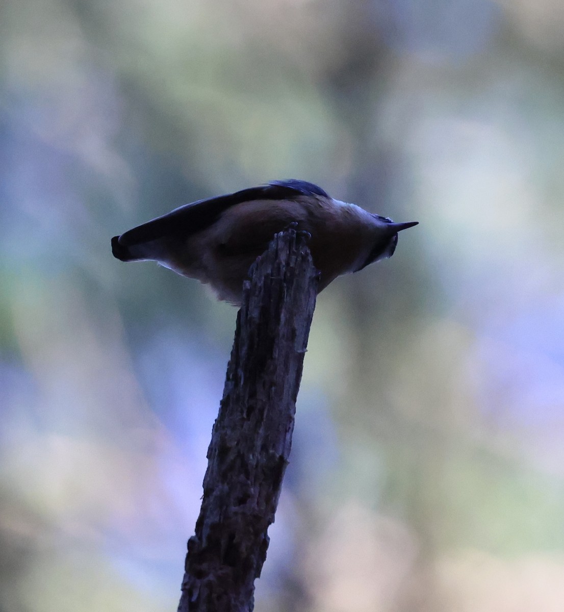 Red-breasted Nuthatch - ML618535594