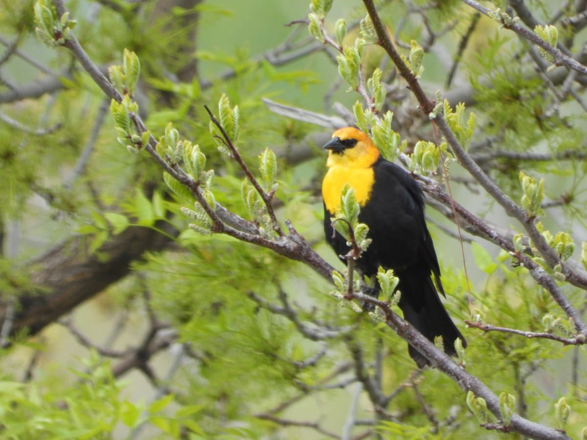 Yellow-headed Blackbird - ML618535607