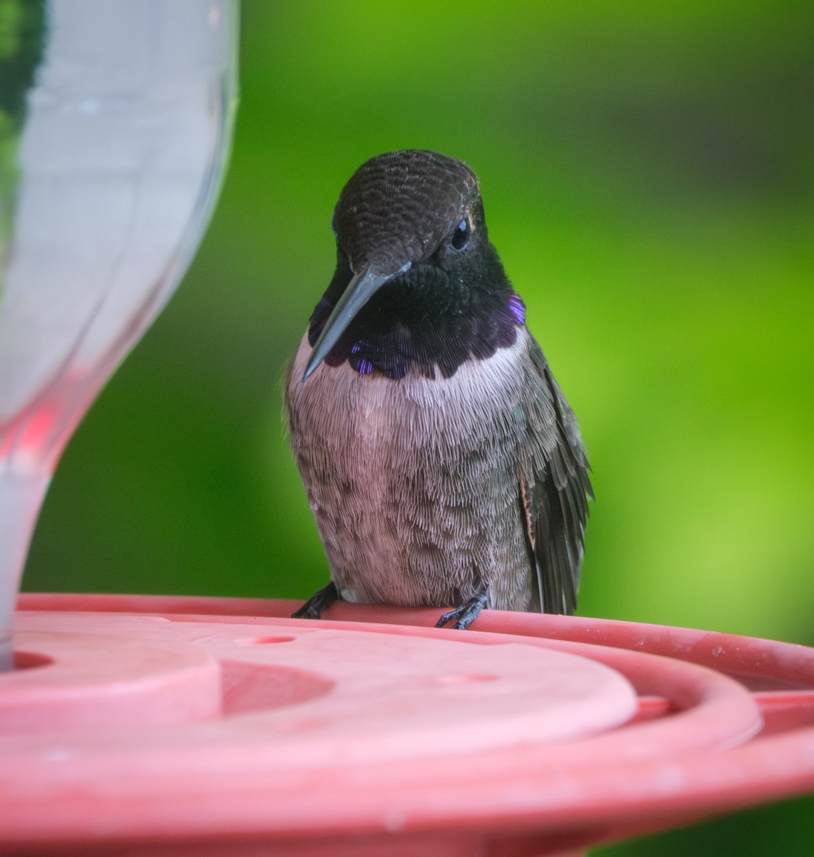 Black-chinned Hummingbird - ML618535611