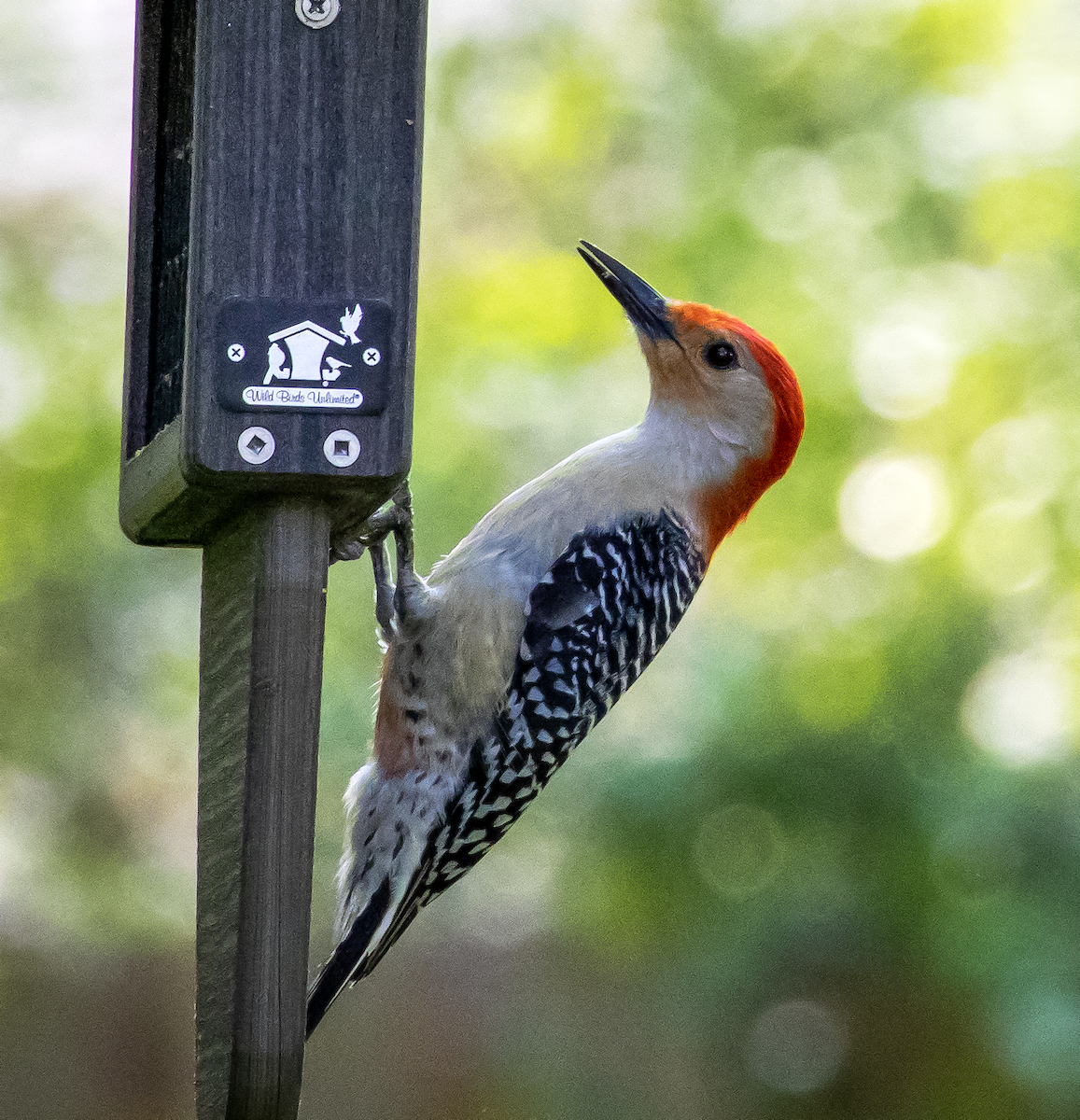 Red-bellied Woodpecker - Kirsten Kraus