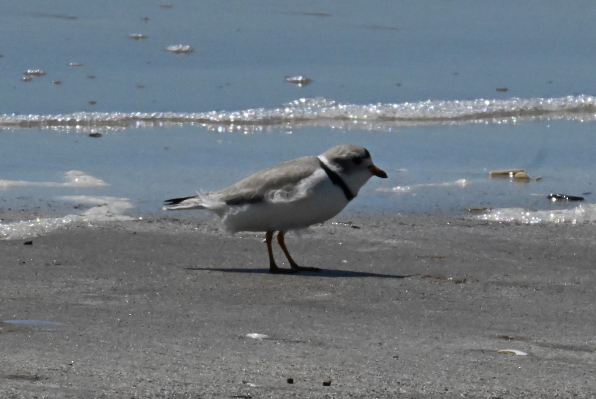 Piping Plover - ML618535627