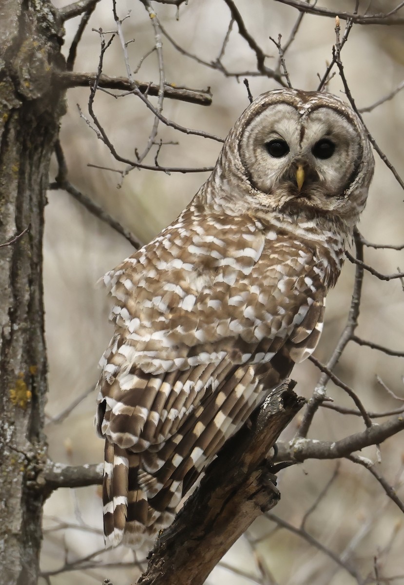 Barred Owl - ML618535661