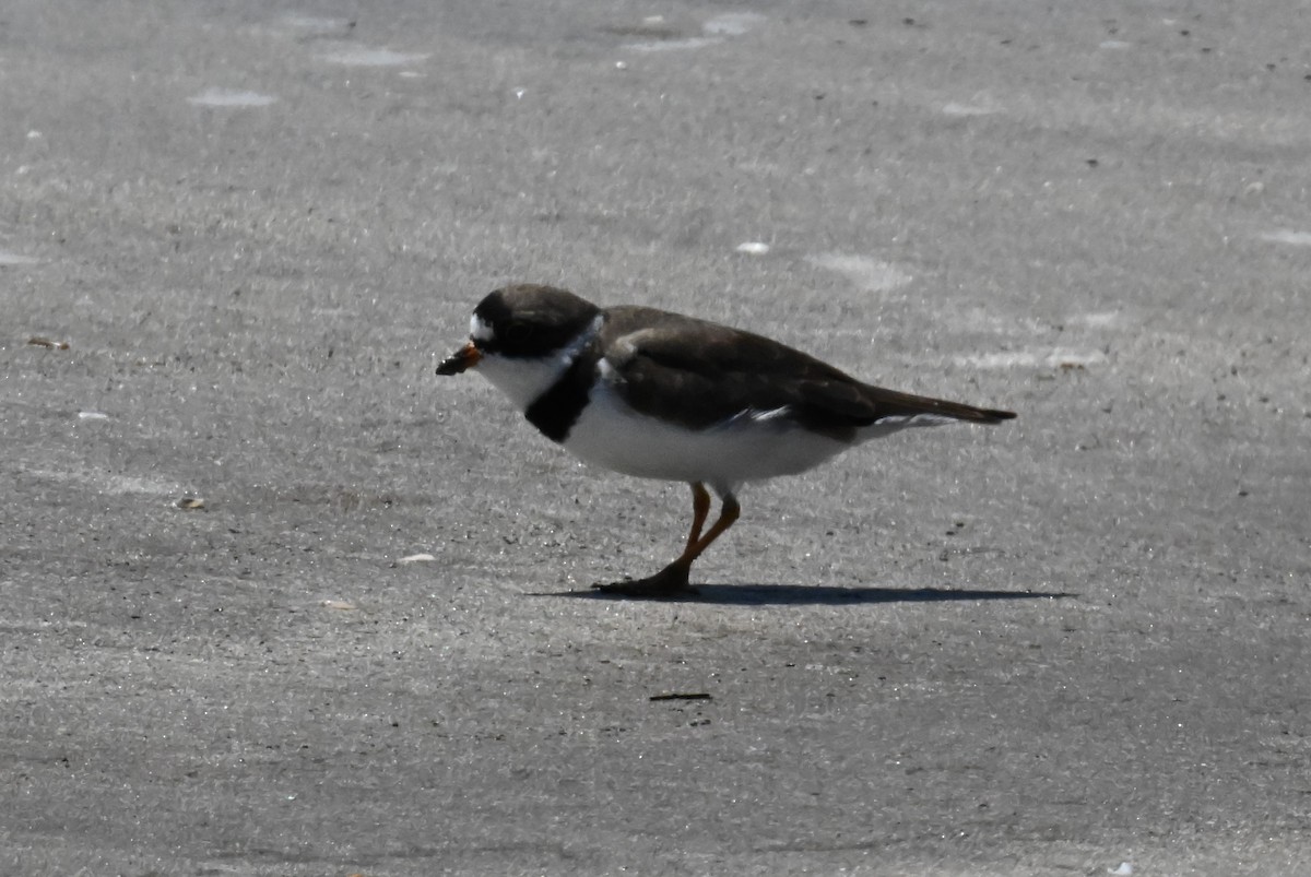 Semipalmated Plover - Ann Kohlhaas