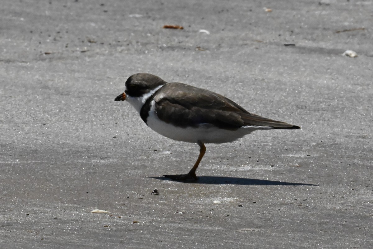 Semipalmated Plover - ML618535686