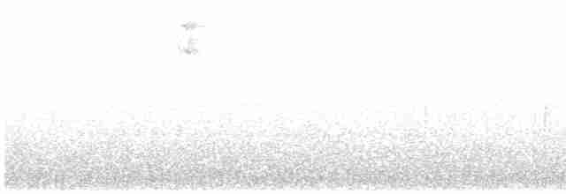 Тиранчик-довгохвіст білогорлий - ML618535692
