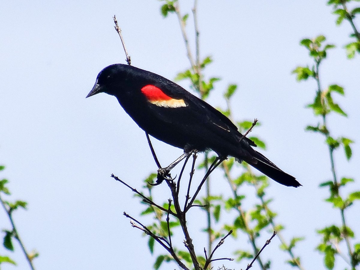 Red-winged Blackbird (Red-winged) - ML618535705