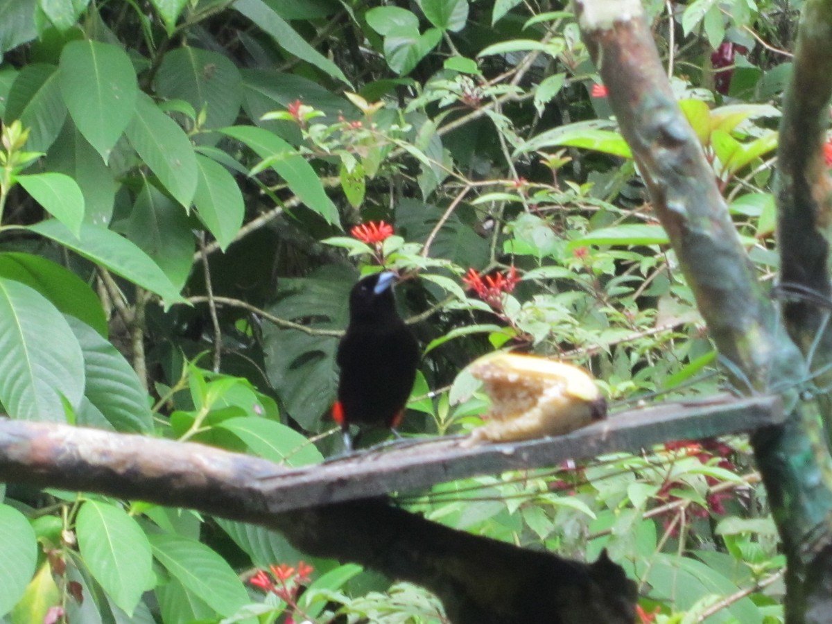 Scarlet-rumped Tanager (Passerini's) - ML618535709