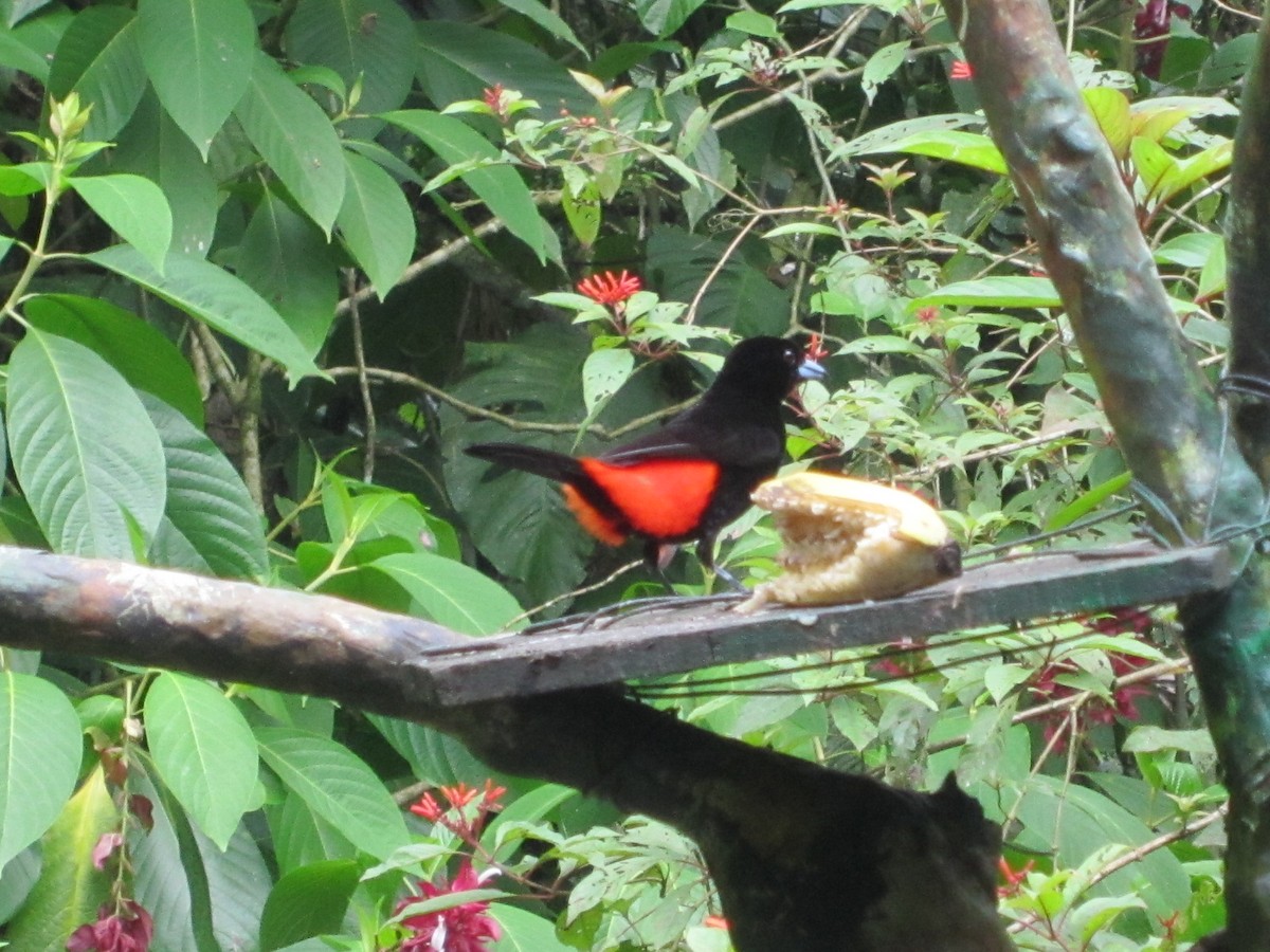 Scarlet-rumped Tanager (Passerini's) - ML618535710