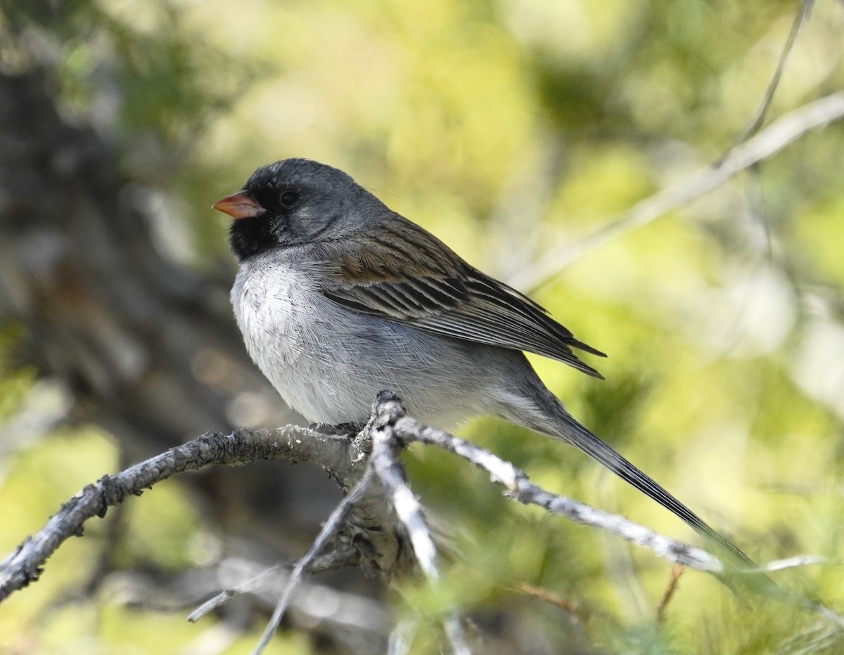 Black-chinned Sparrow - ML618535720