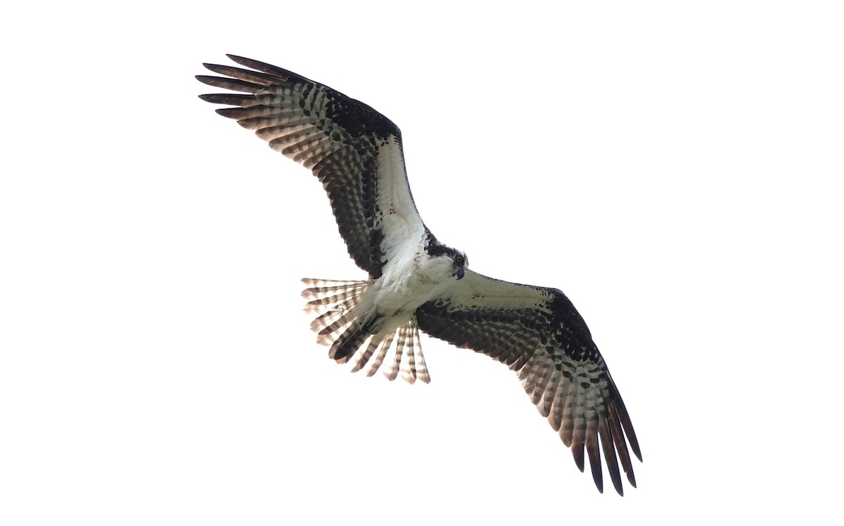 Águila Pescadora - ML618535732