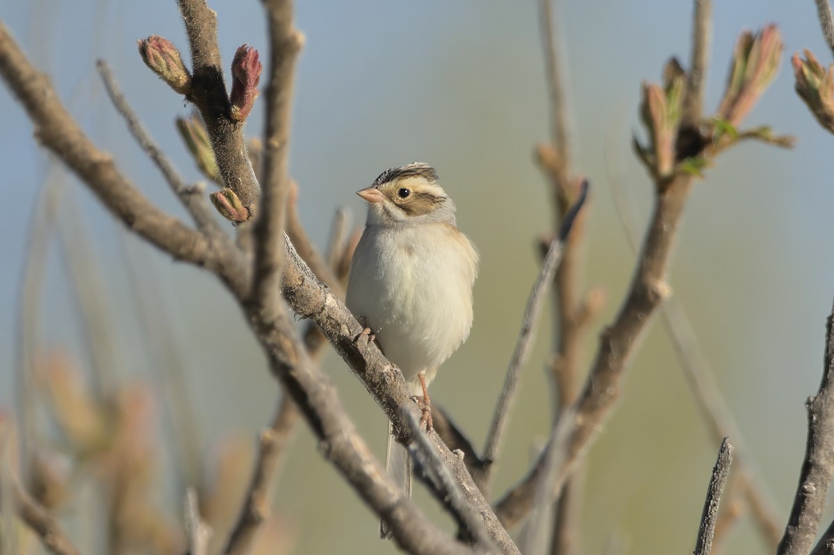 Clay-colored Sparrow - ML618535757